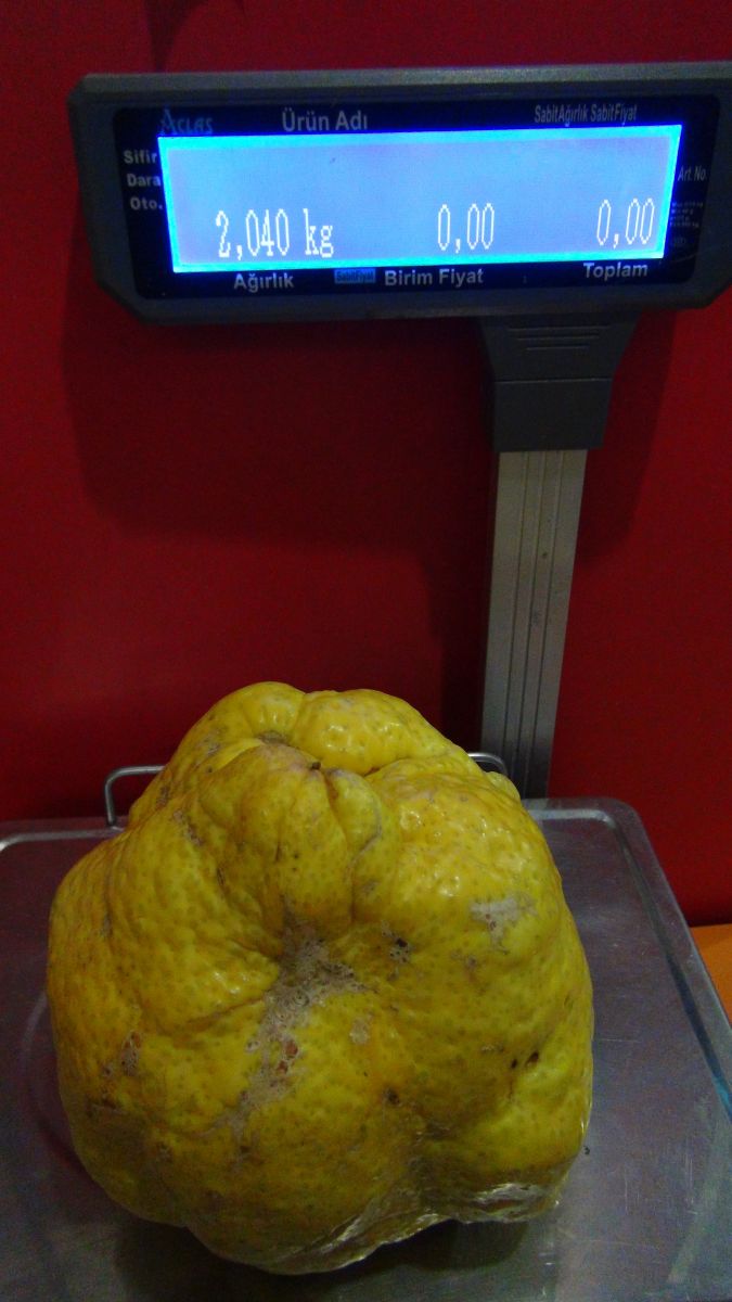 Türkiye’nin en büyük limonu: Bin liradan satılacak Türkiye’nin en büyük limonu: Bin liradan satılacak