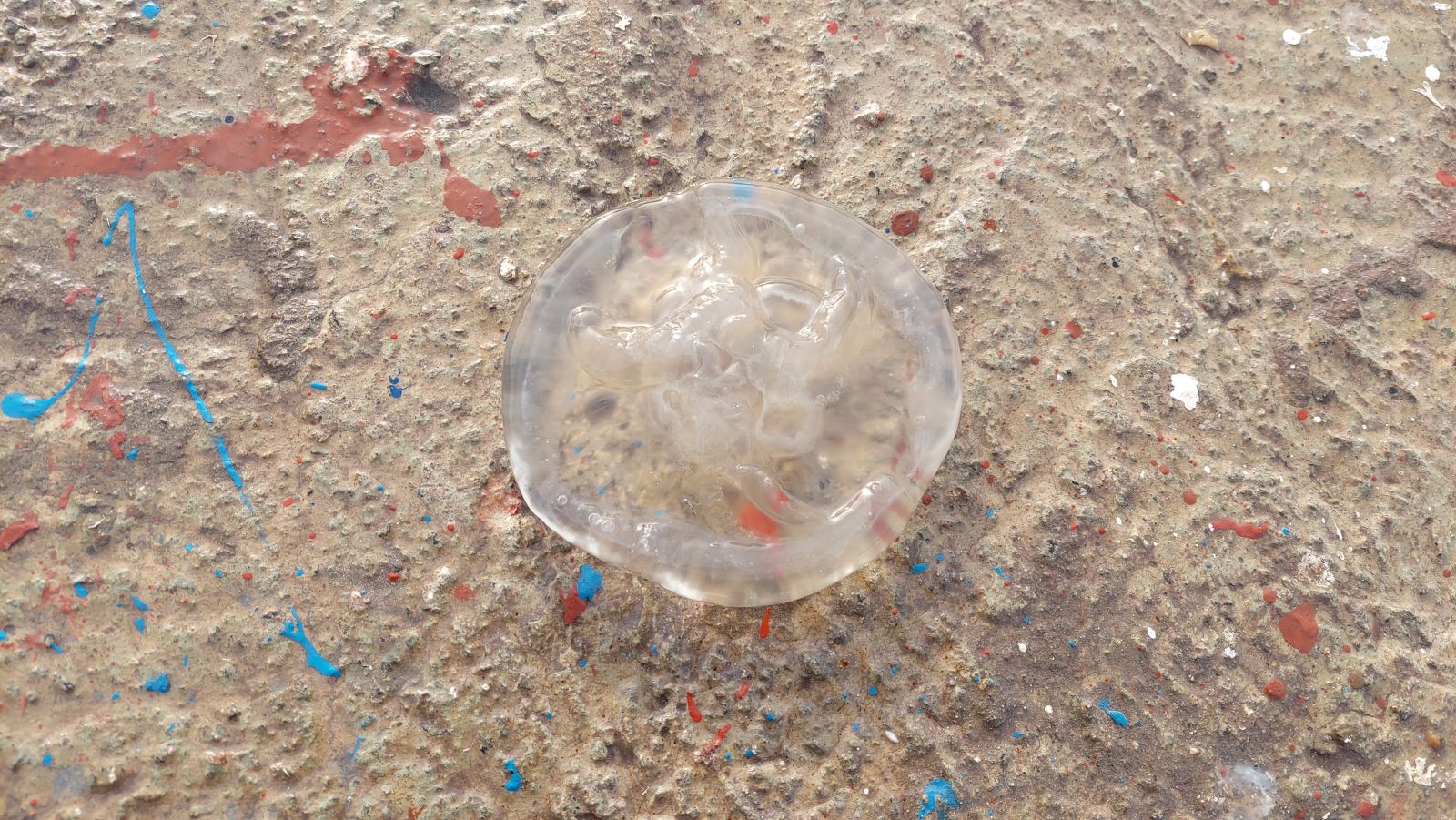 Marmara'da yeni istila: Kesinlikle dokunmayın!