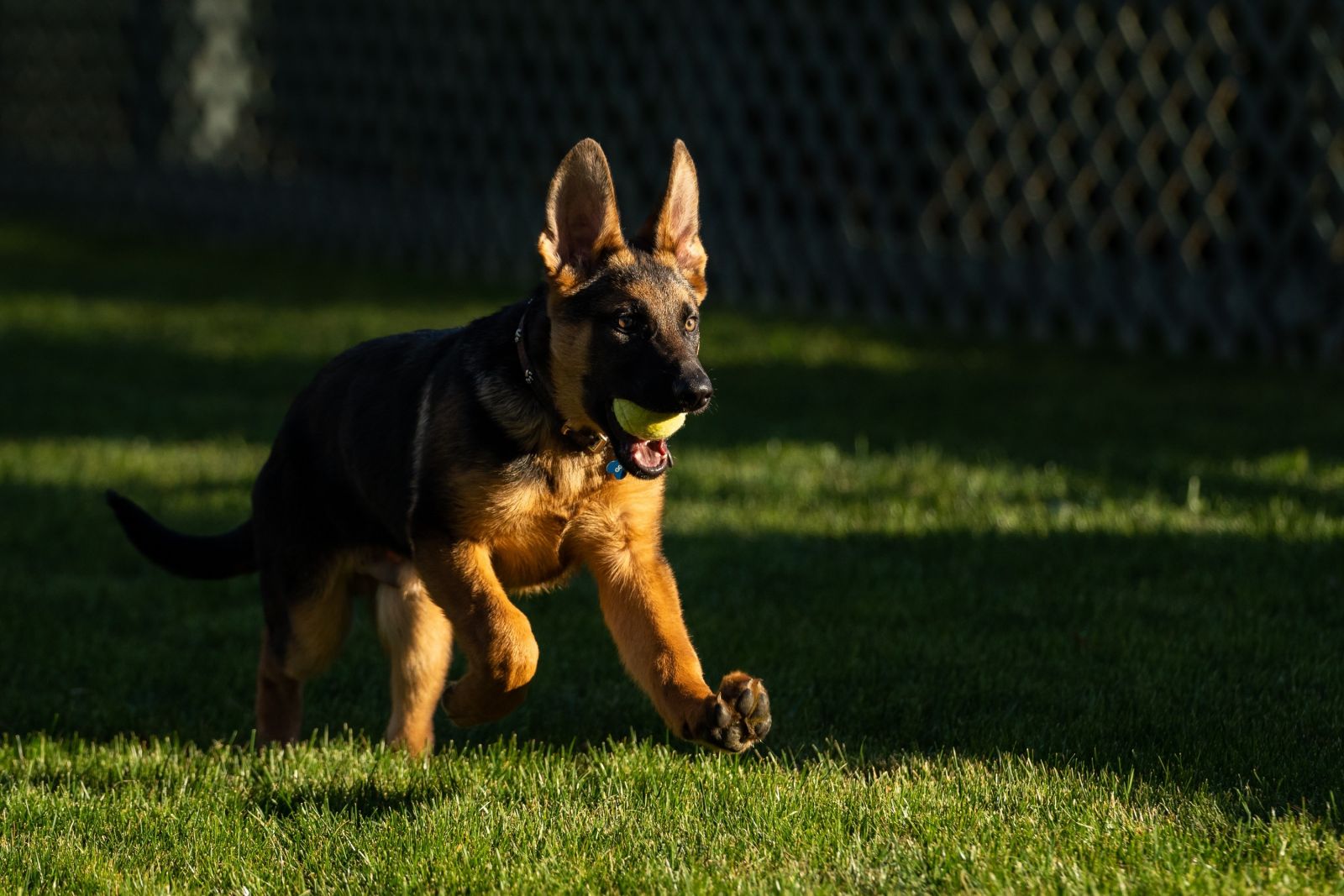 ABD Başkanı Biden’ın yeni köpeği ‘Commander’ ABD Başkanı Biden’ın yeni köpeği ‘Commander’