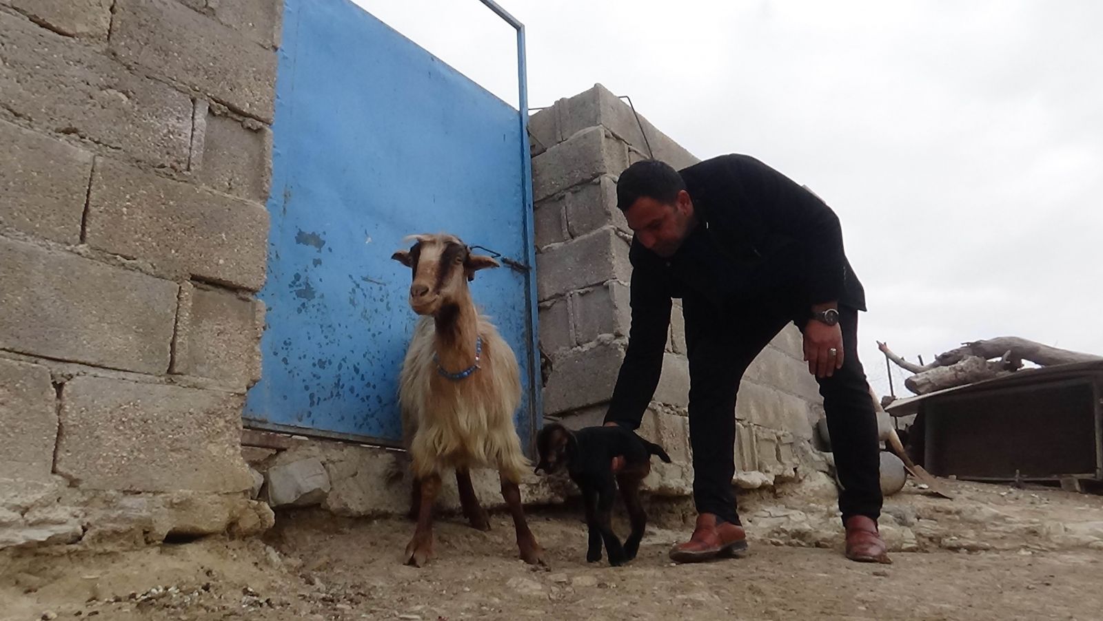 3 ayaklı oğlak görenleri şaşırtıyor