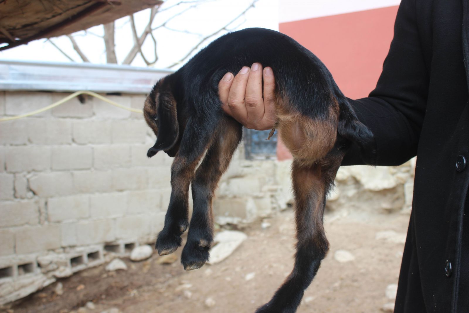3 ayaklı oğlak görenleri şaşırtıyor