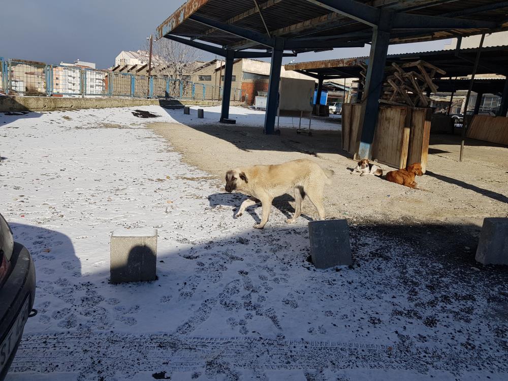 11 yaşındaki çocuğa köpek saldırdı 11 yaşındaki çocuğa köpek saldırdı