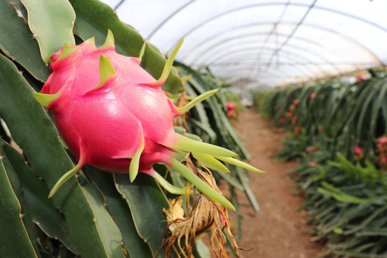 Talep patladı... Pitaya bahçesi adeta servet kazandırıyor