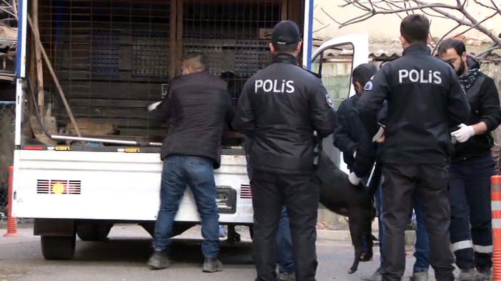30’un üzerinde köpekle tek göz odada yaşayan kadın gözaltına alındı