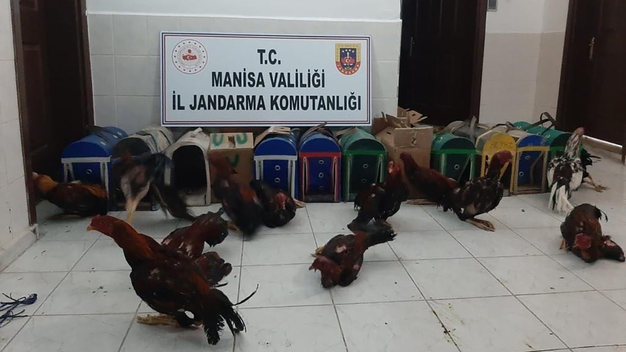 Cinayetten arana şahıs, horoz dövüştürürken yakalandı Cinayetten arana şahıs, horoz dövüştürürken yakalandı