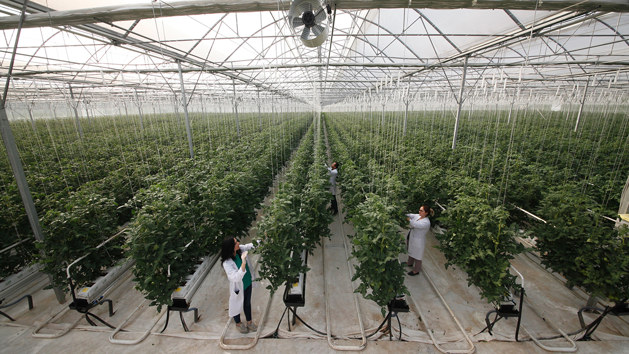 Sakarya'da topraksız tarım merkezi: Yılda 1.250 ton domates üretilecek