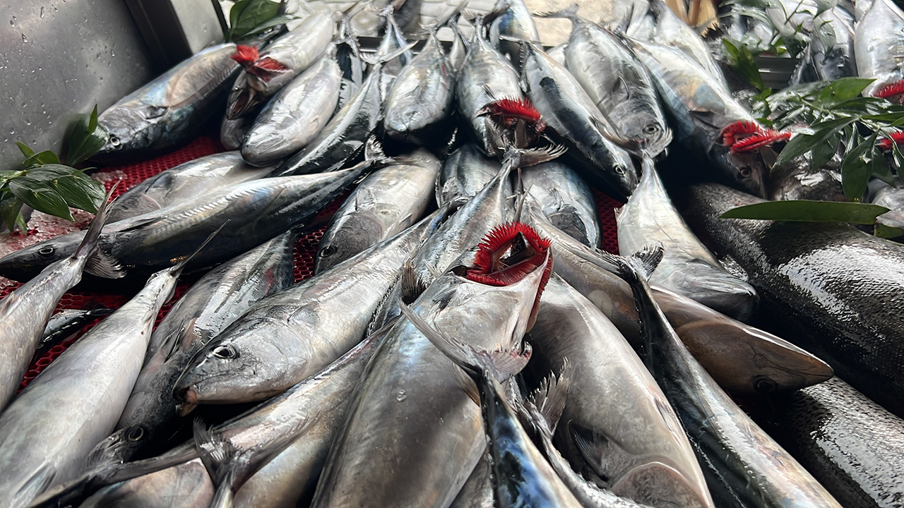 Denizden palamut fışkırıyor! Tanesi 20 TL