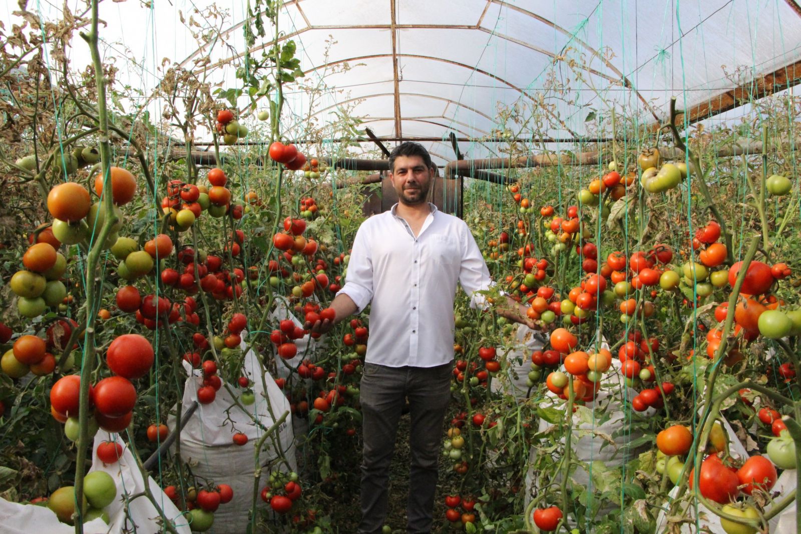 Serasında ‘çuvalla’ para kazanan elektronik mühendisi bu kez domatesle gündemde