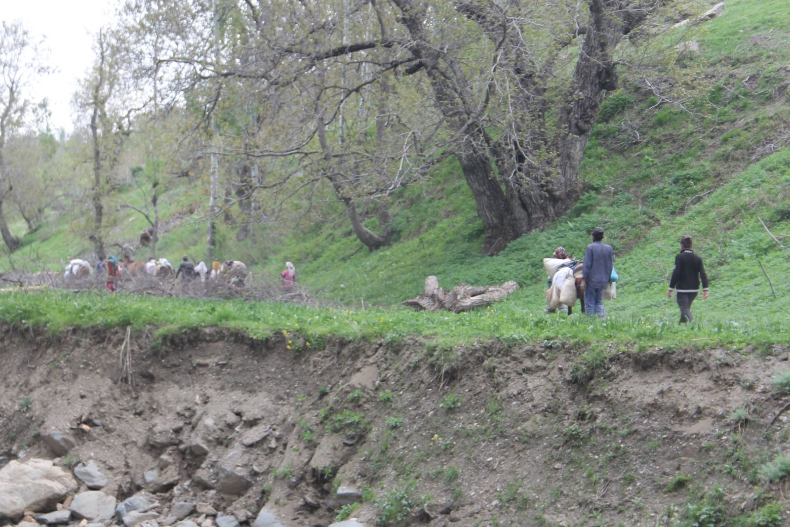 Kilosu etten pahalı, köylülerin geçim kaynağı oldu