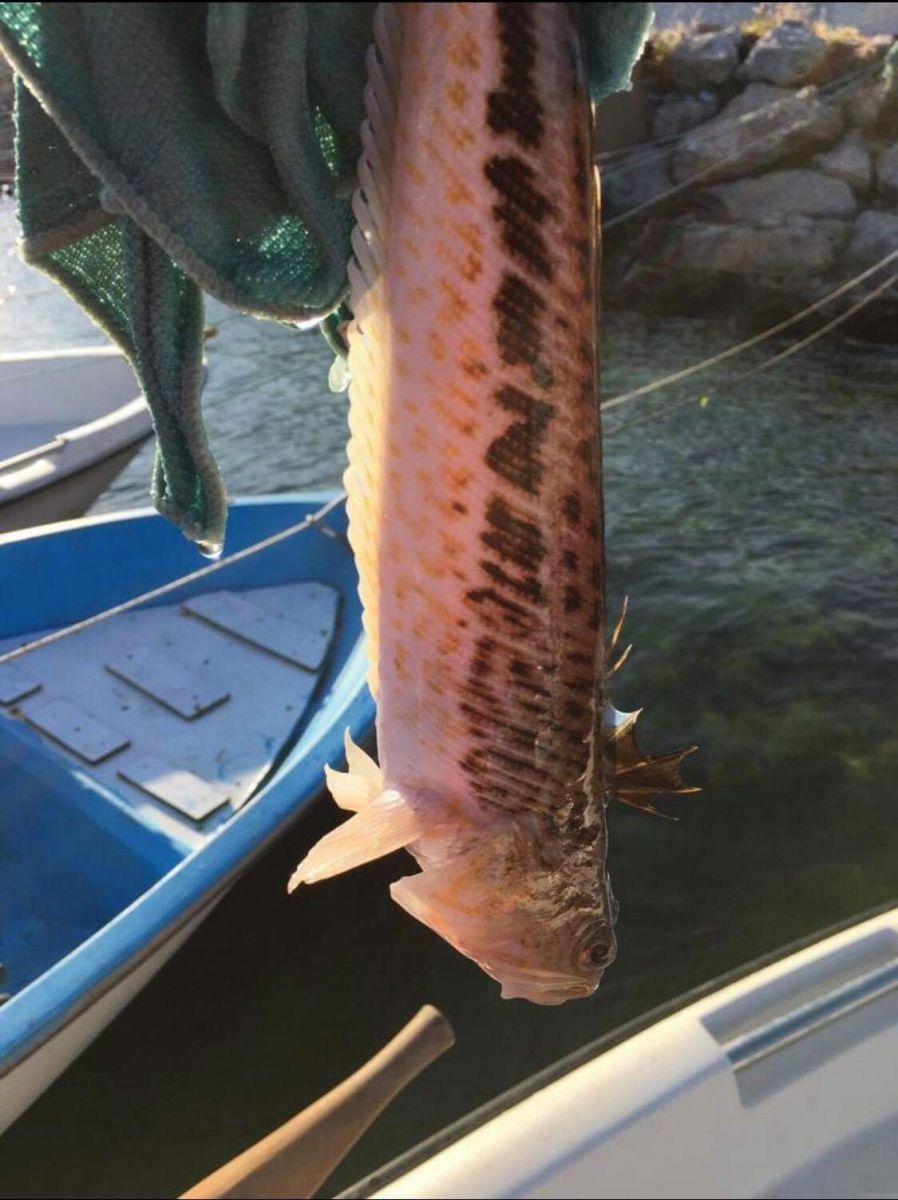 Olta balıkçıları dikkat