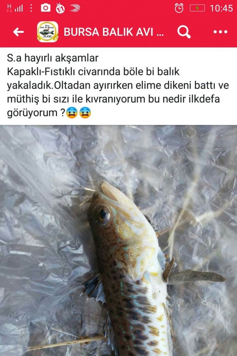 Olta balıkçıları dikkat