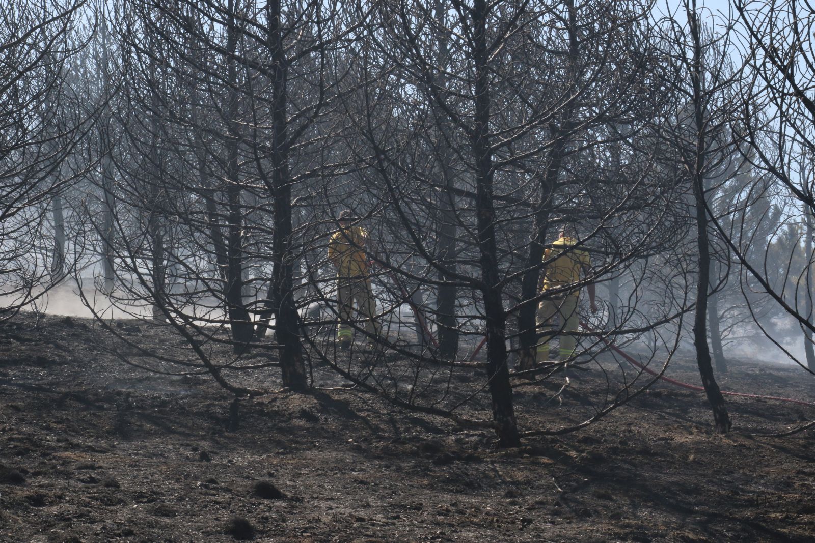 Ankara'da ormanlık alan küle döndü