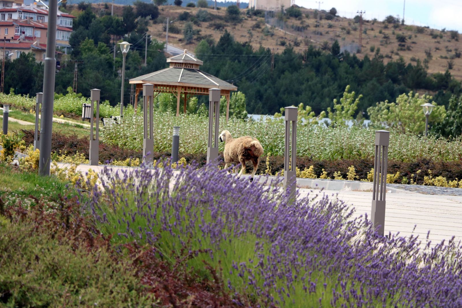 Sahibinin elinden kaçan koyun soluğu acil serviste aldı