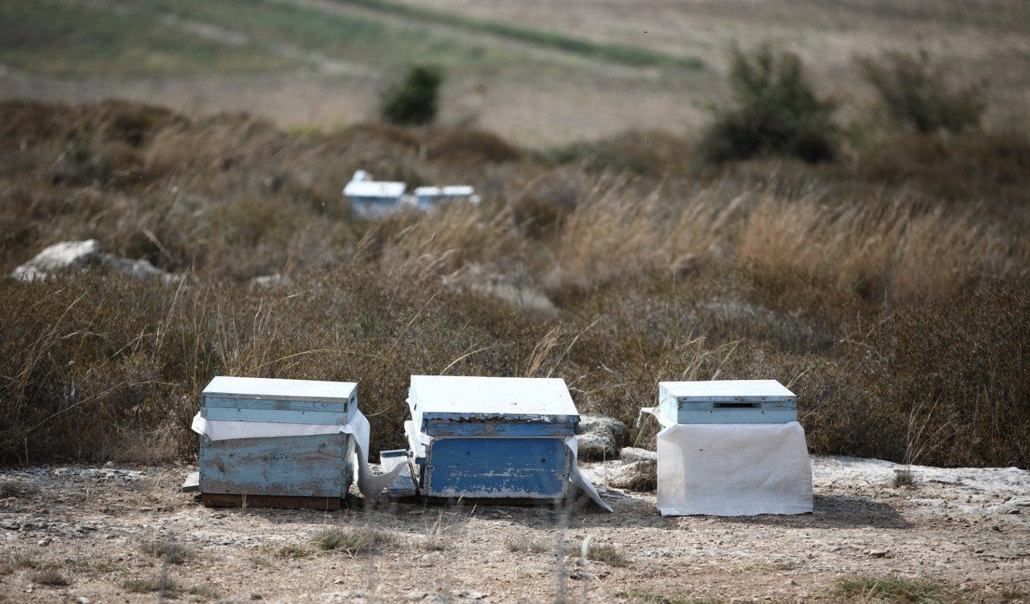 Kovanları çalarken arıların soktuğu genç öldü