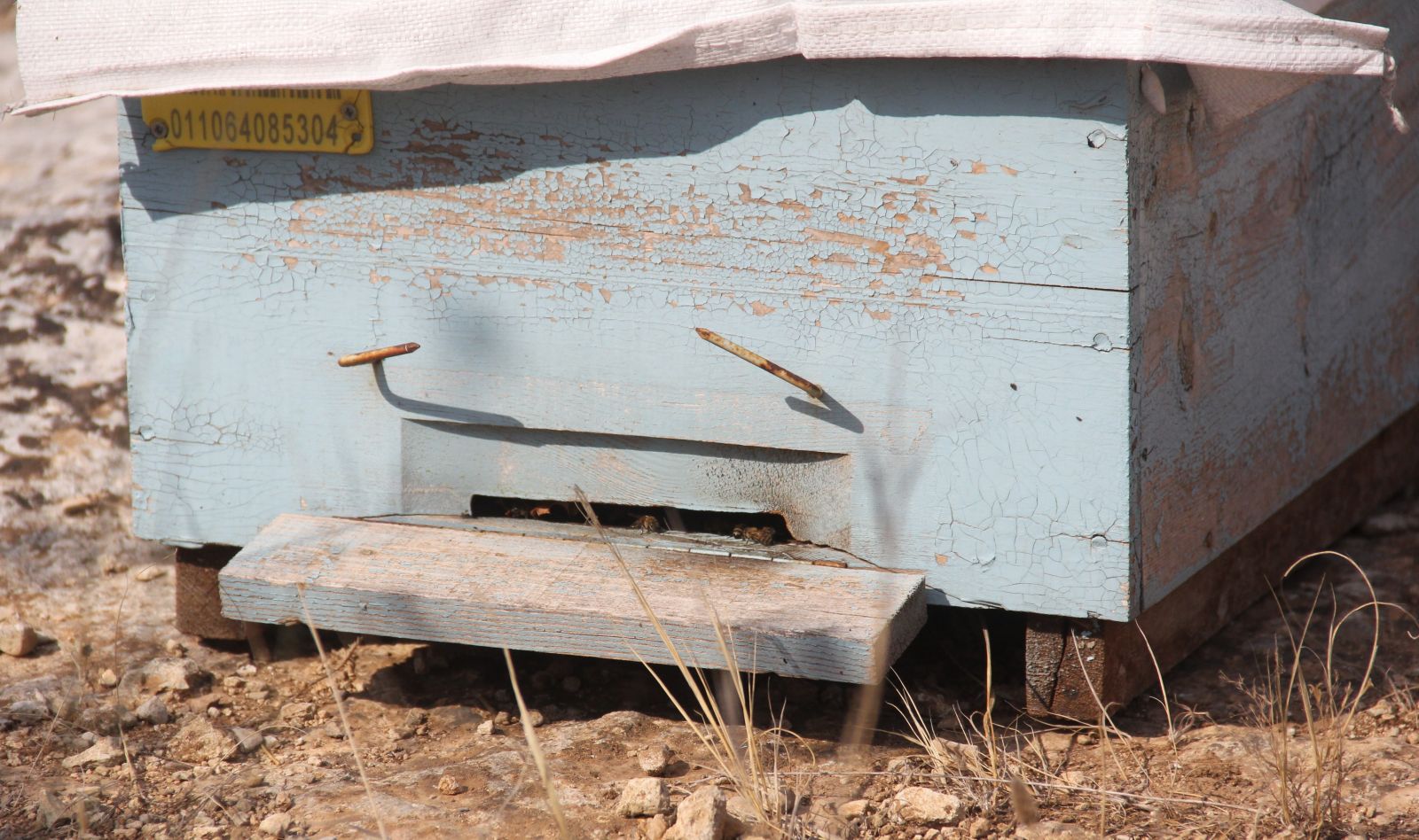 Kovanları çalarken arıların soktuğu genç öldü