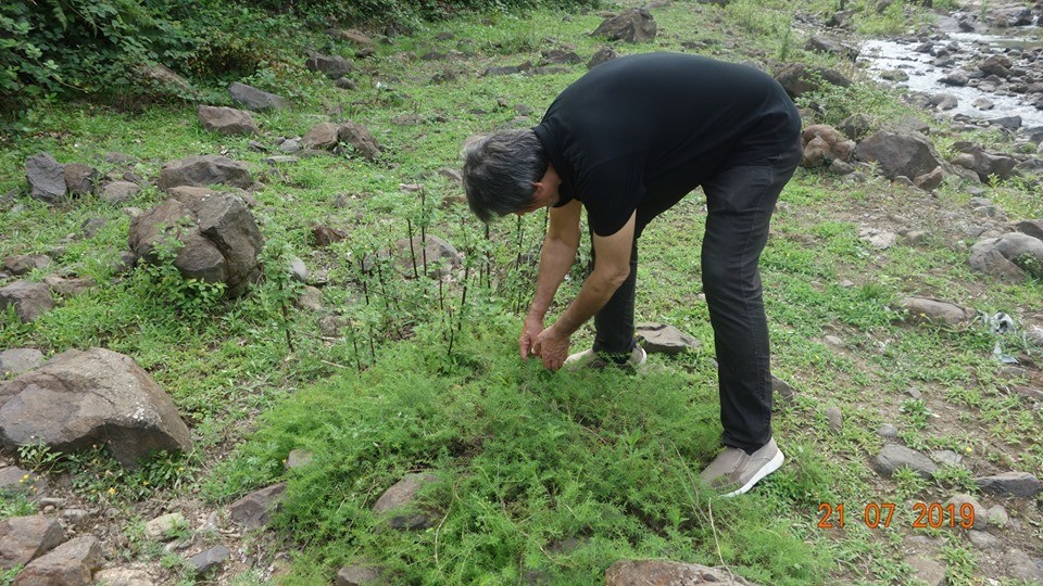 Akdağ'da yetişen kekikler her derde deva
