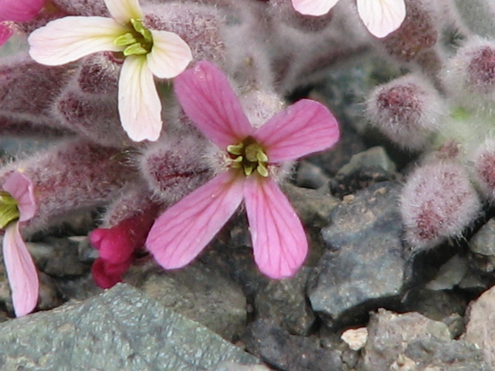 Dünyada sadece tek noktada yetişiyor, yok olmaması için çalışma başlatıldı