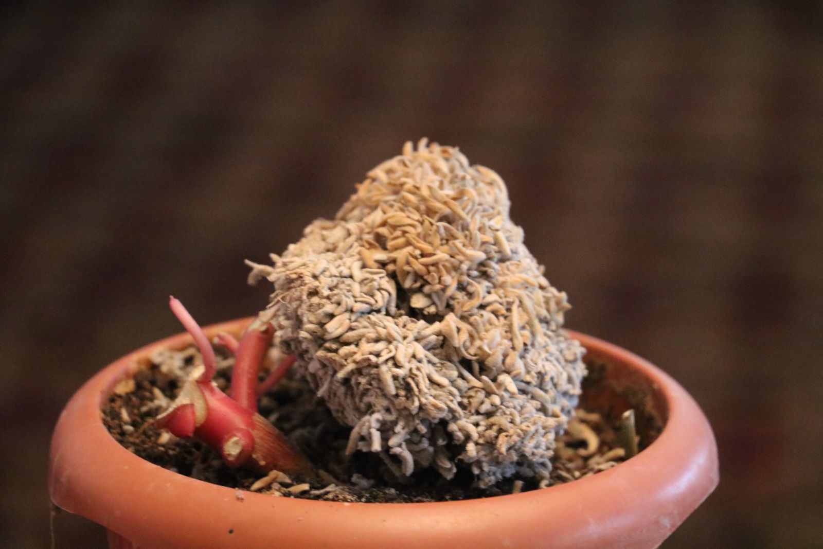 Dünyada sadece tek noktada yetişiyor, yok olmaması için çalışma başlatıldı