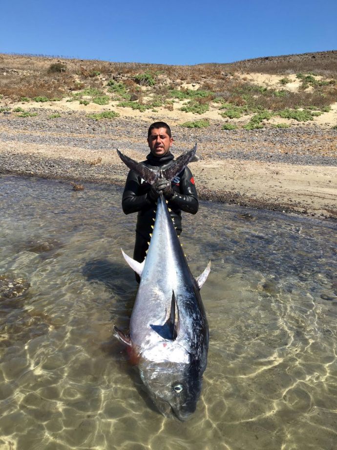 Zıpkınla 130 kiloluk orkinos avladı