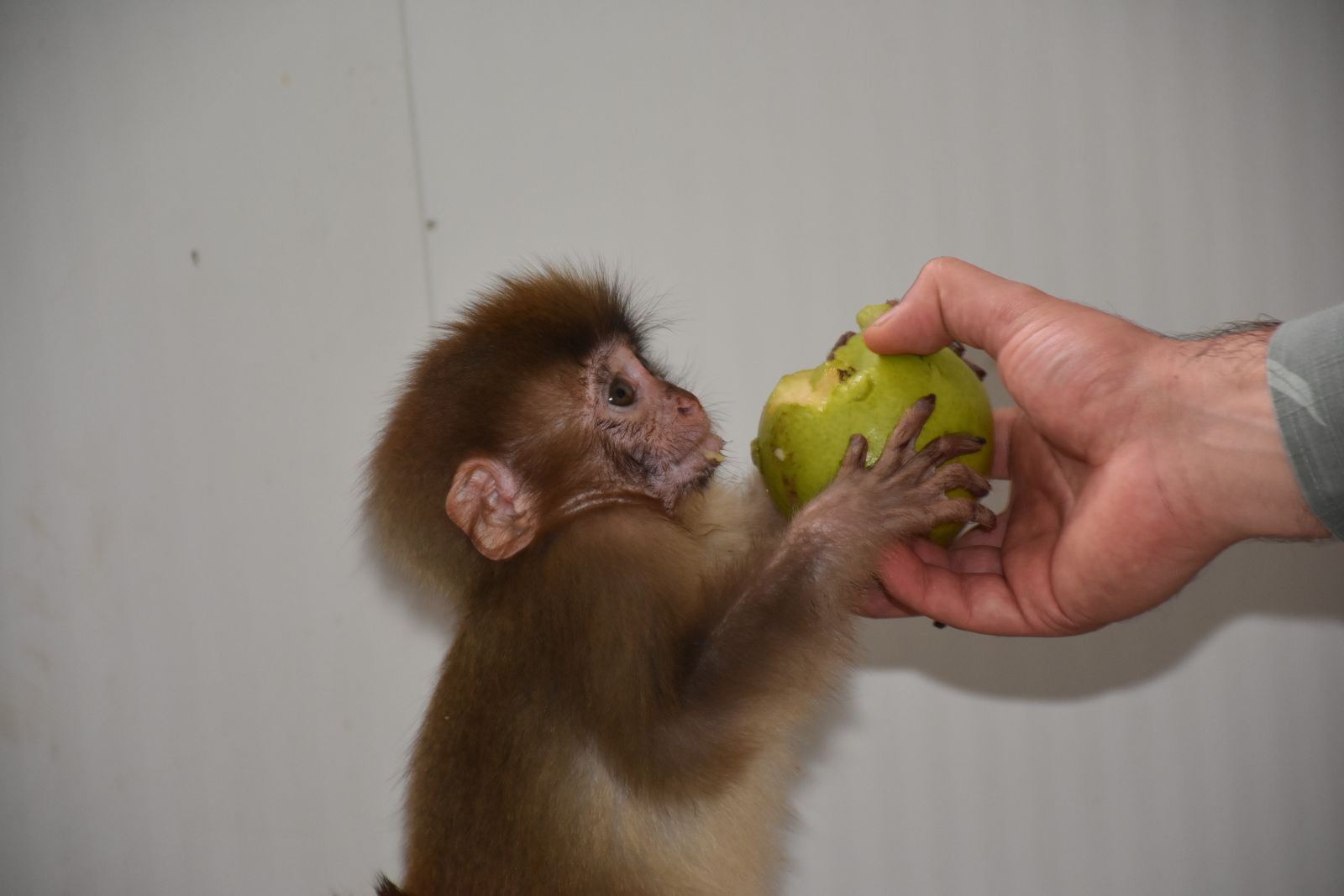 Şırnak’ta nesli tükenme tehlikesi altında olan 2 örümcek maymun ele geçirildi
