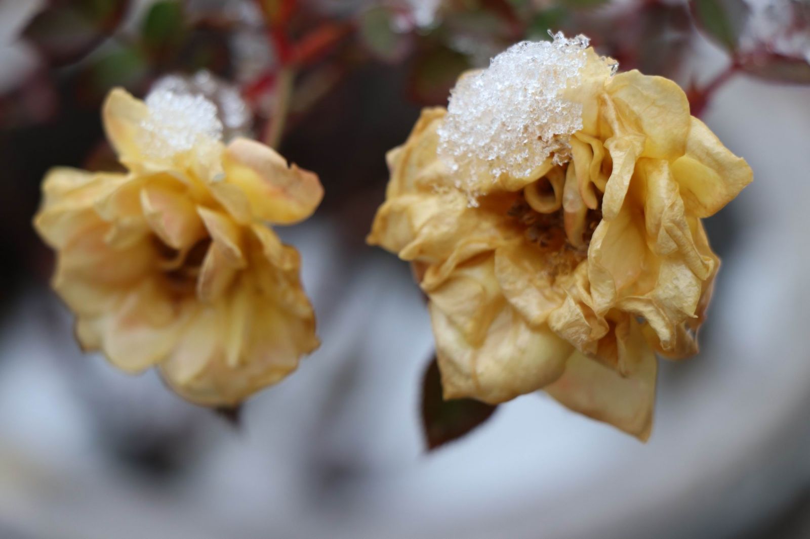 Kış ayında açtı! Gören şaşıp kalıyor