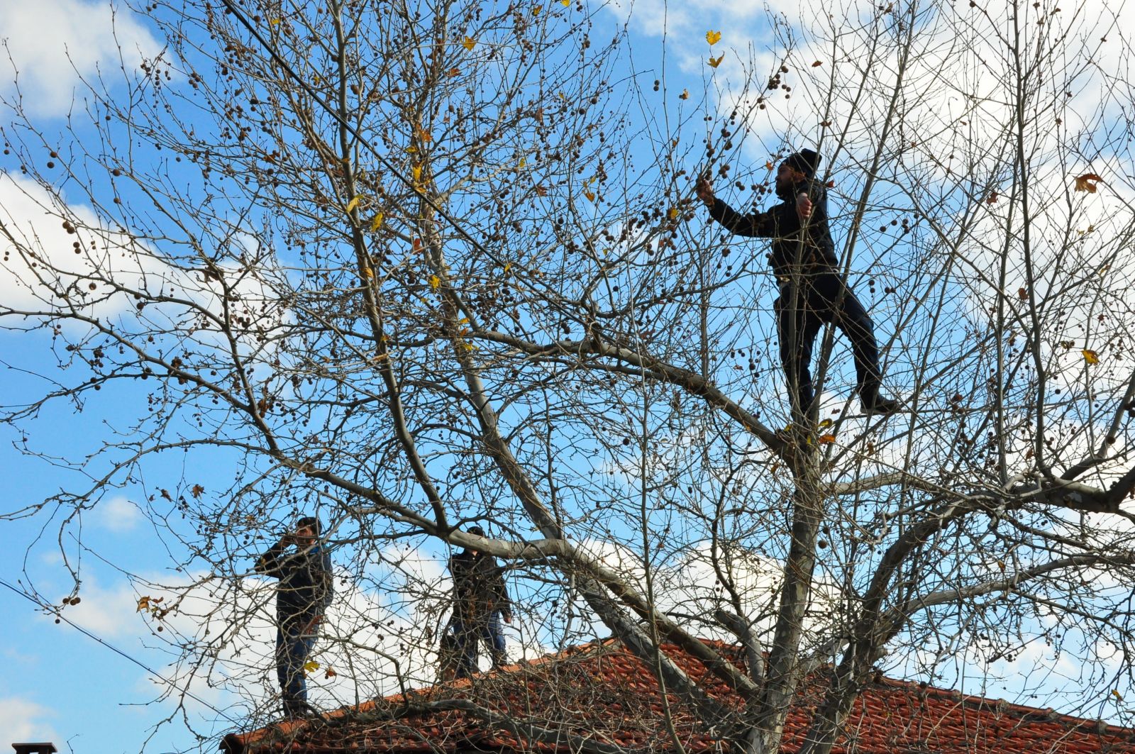 Şebeke avcısı vatandaşlar, cambazları aratmıyor
