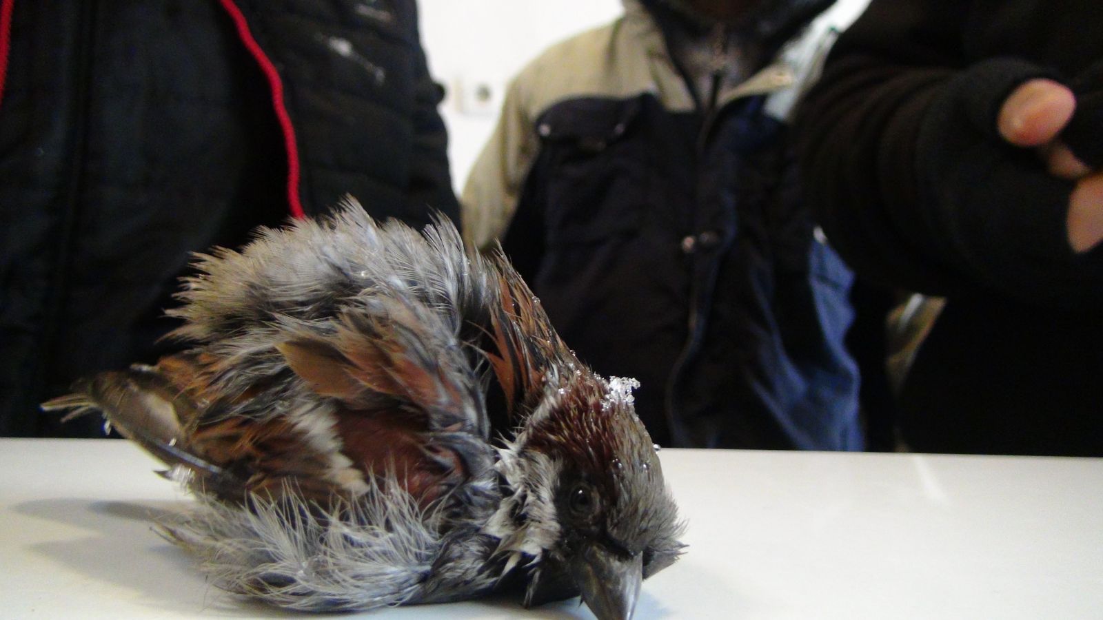Kartopu oynayan çocuklar donmak üzere olan serçeyi veterinere yetiştirdi