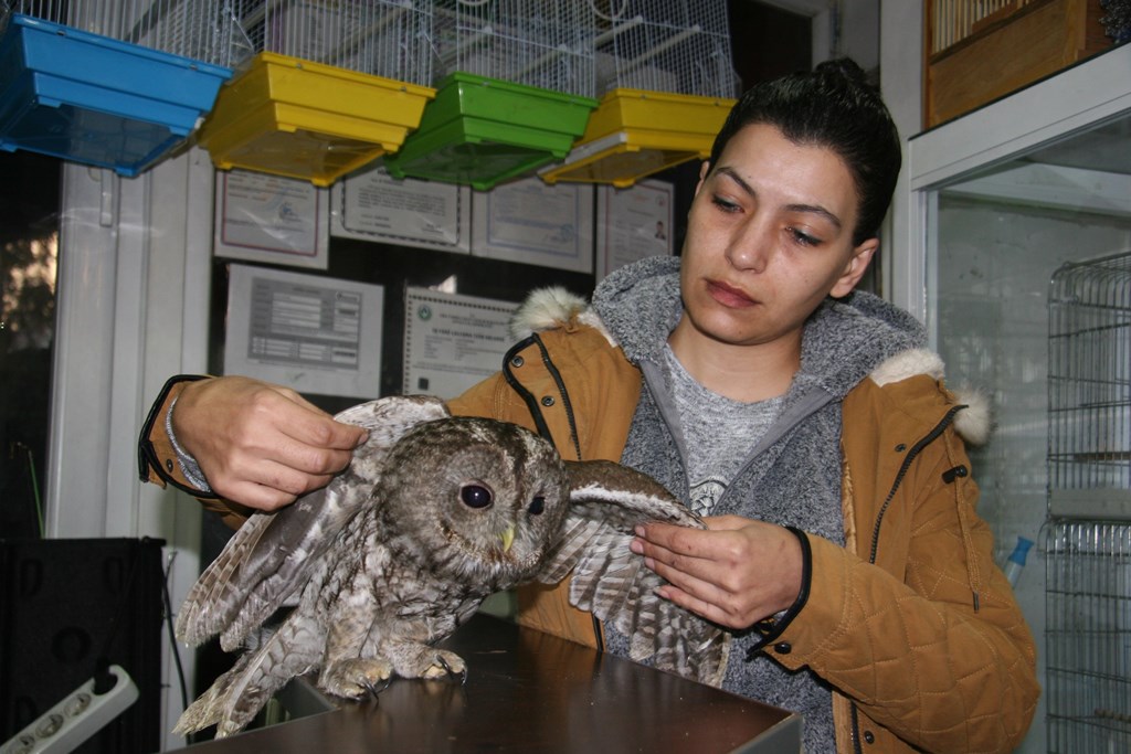 Yaralı baykuşa kadın hayvansever sahip çıktı