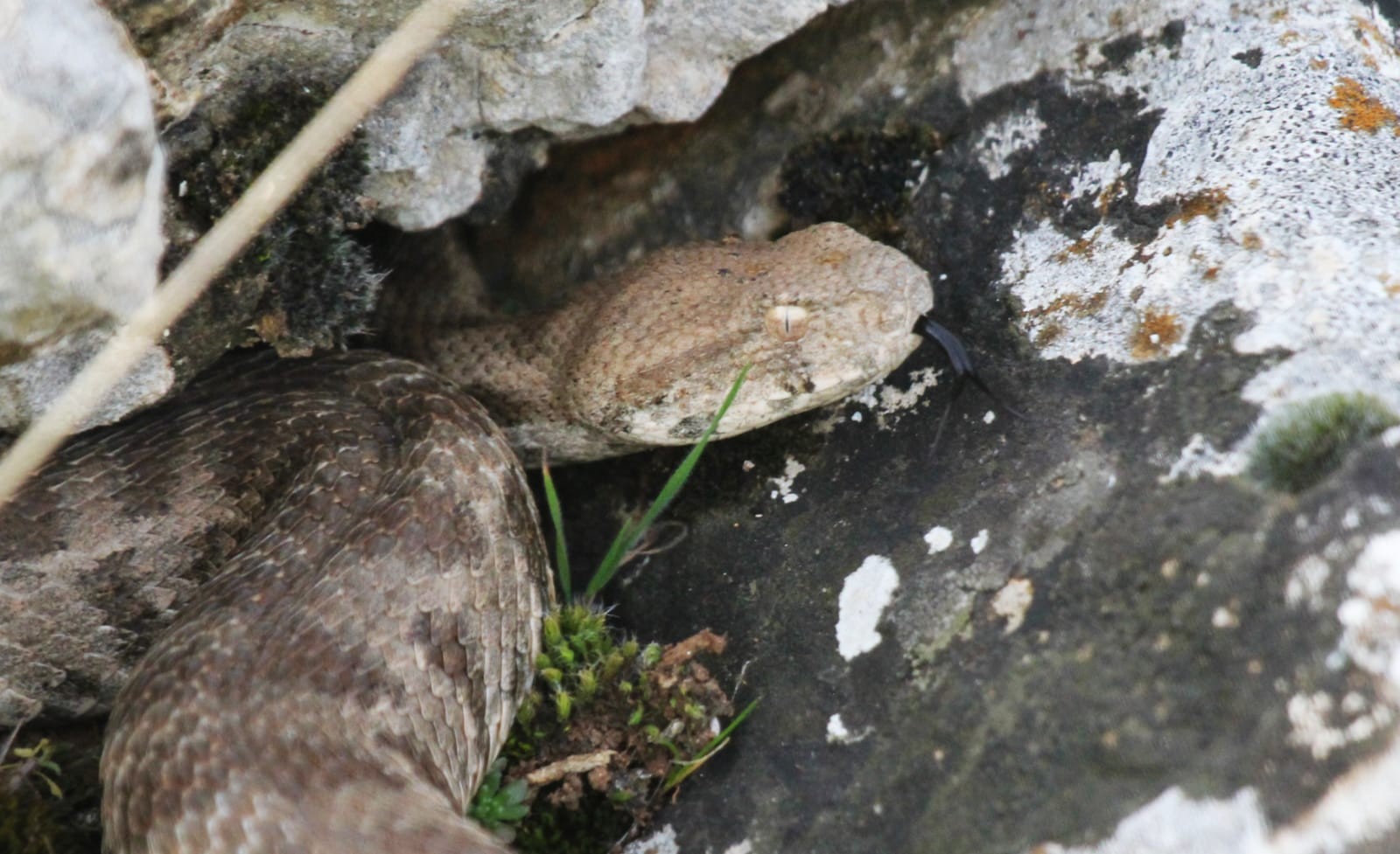 Saman balyalarının arasından Engerek Yılanı çıktı