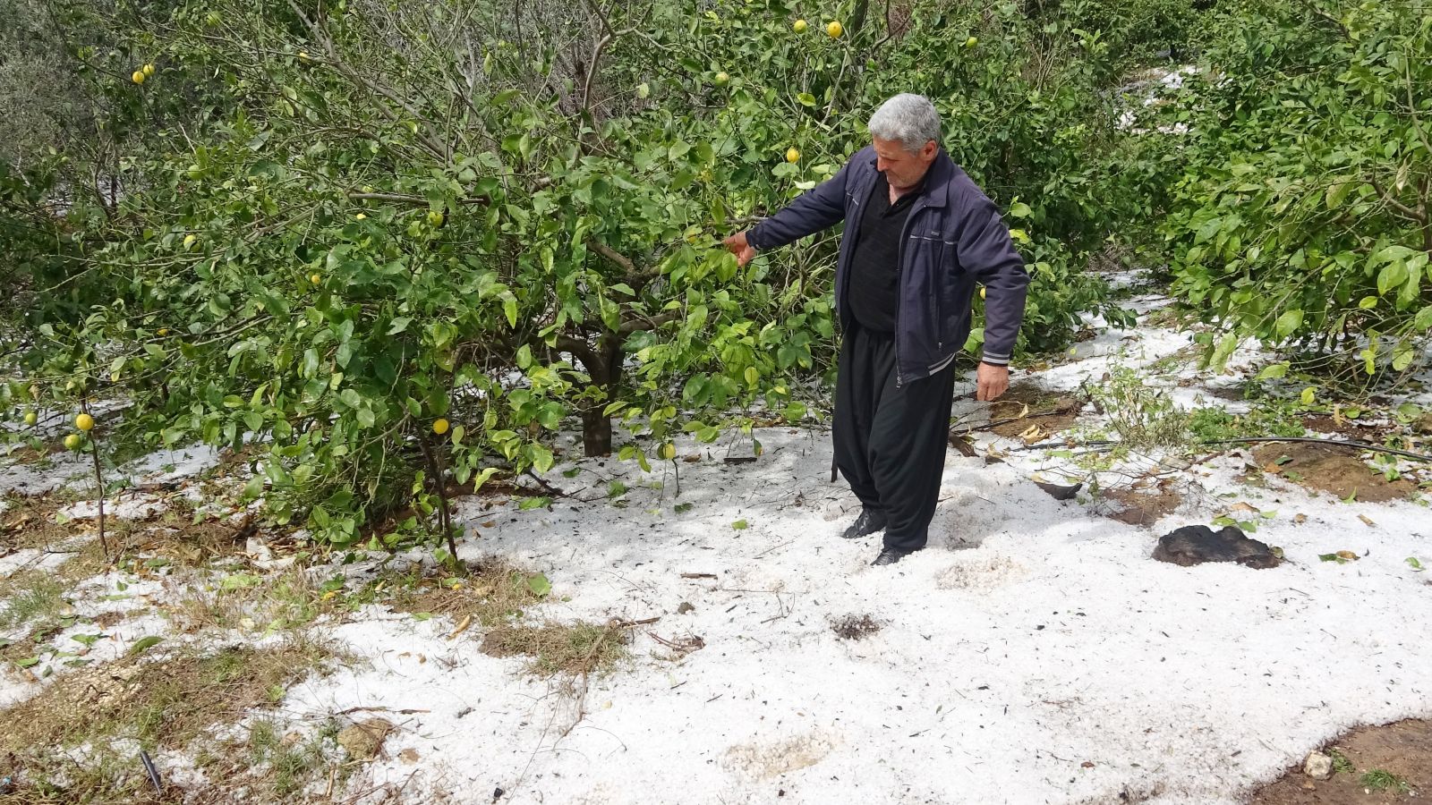Misket büyüklüğündeki dolu meyve bahçelerini vurdu