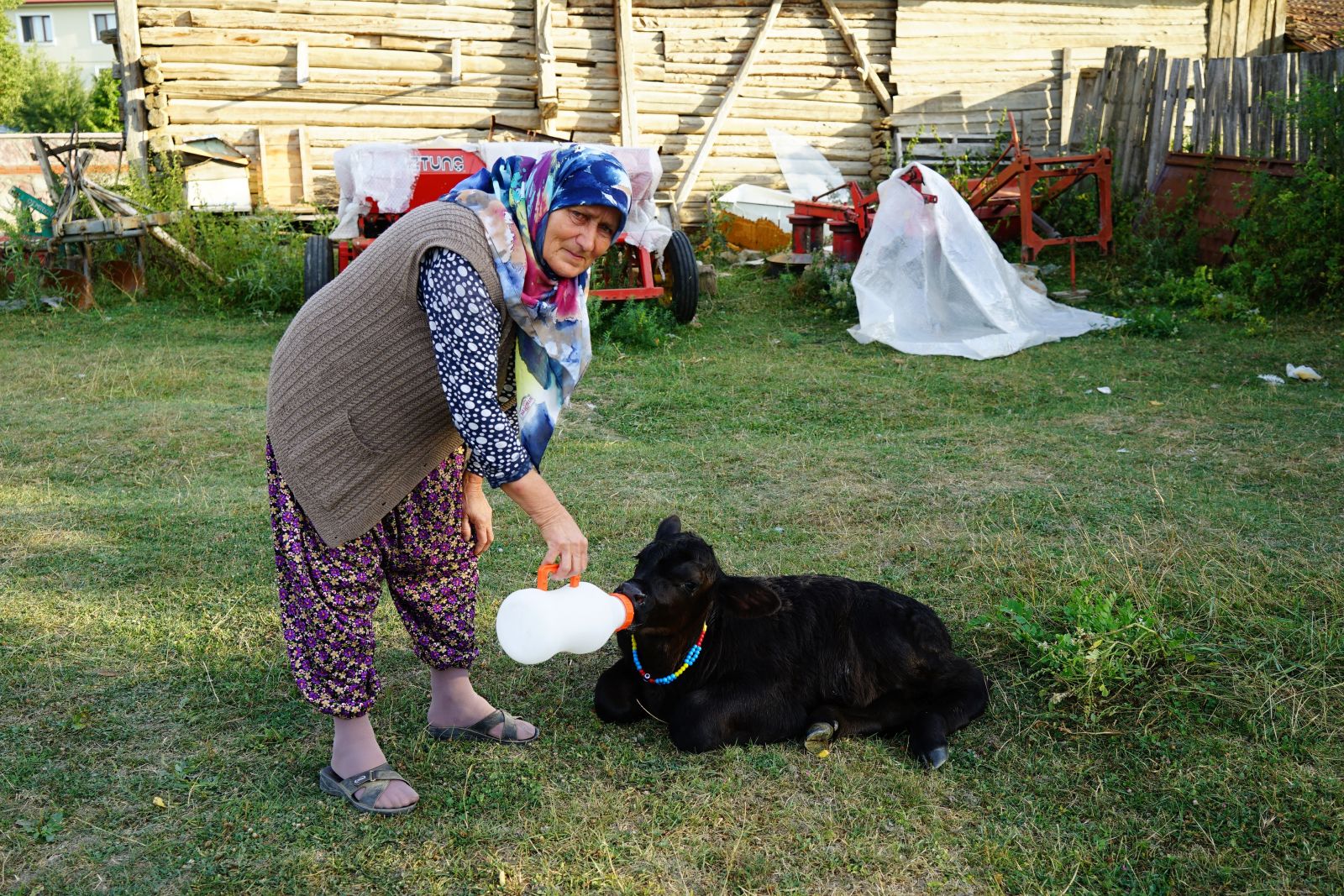 109 kilo ağırlığında doğan buzağı görenleri şaşırttı