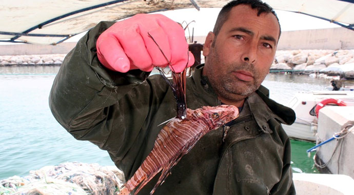 Mersin'de zehirli aslan balığı yakalandı