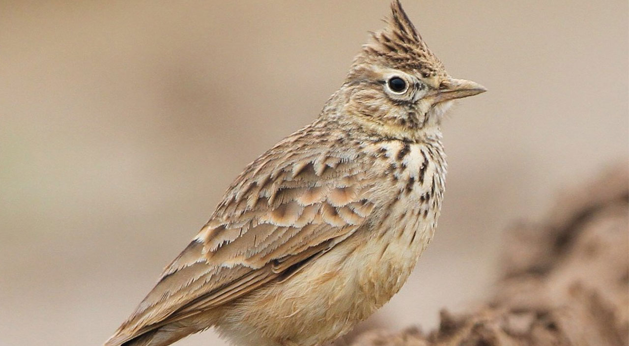 Almanya’dan ilginç ‘kedi’ yasağı