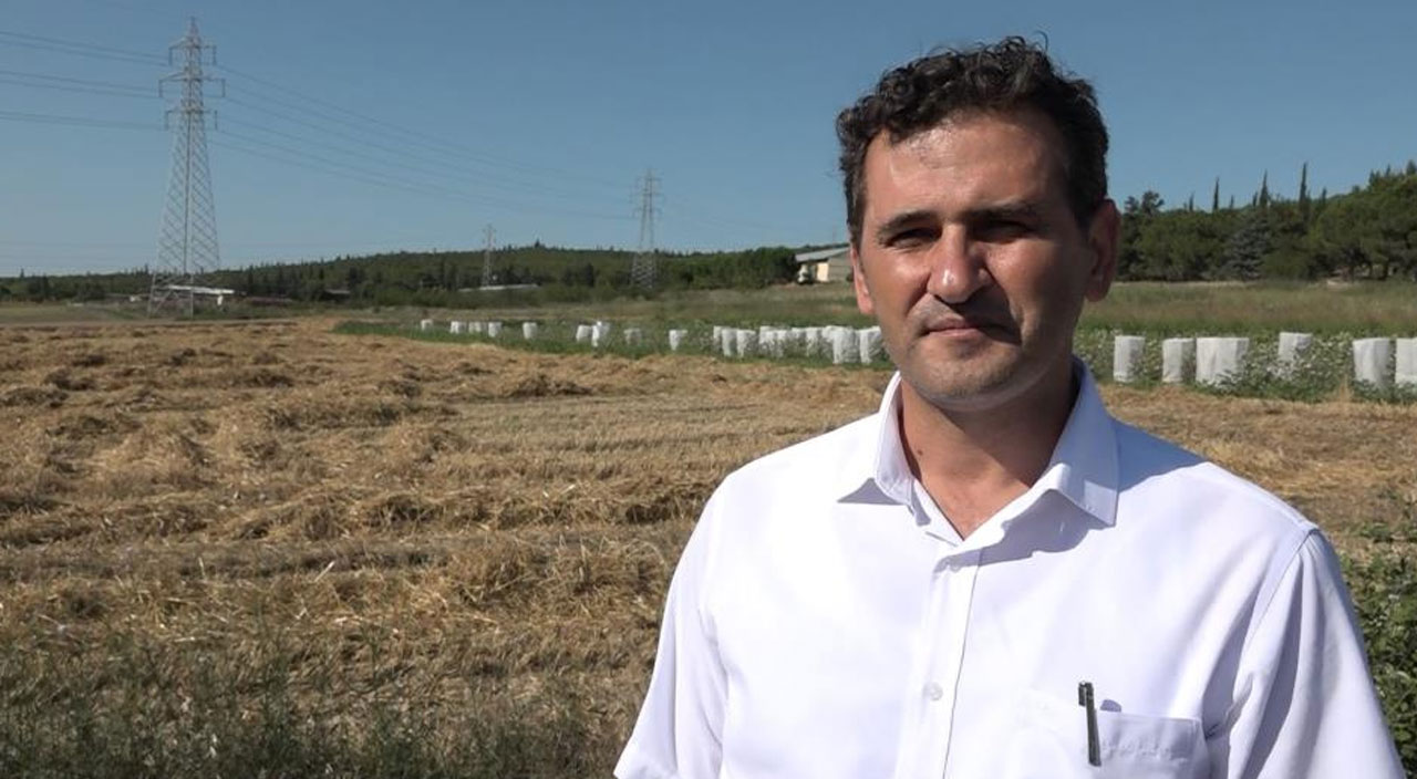 Üniversitenin kampüsüne ektiler, 400 ton hasat yaptılar