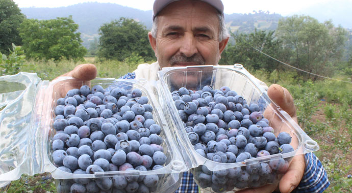 Dağ köyünün yüzünü güldürdü... Dönümden 80 bin lira kazanıyor