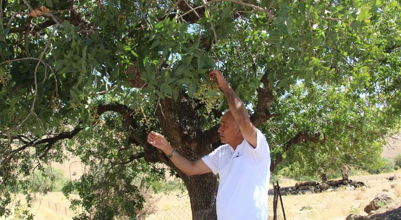 Fiyatı altınla yarışıyor! Kilosu 500 lira, faydaları saymakla bitmiyor