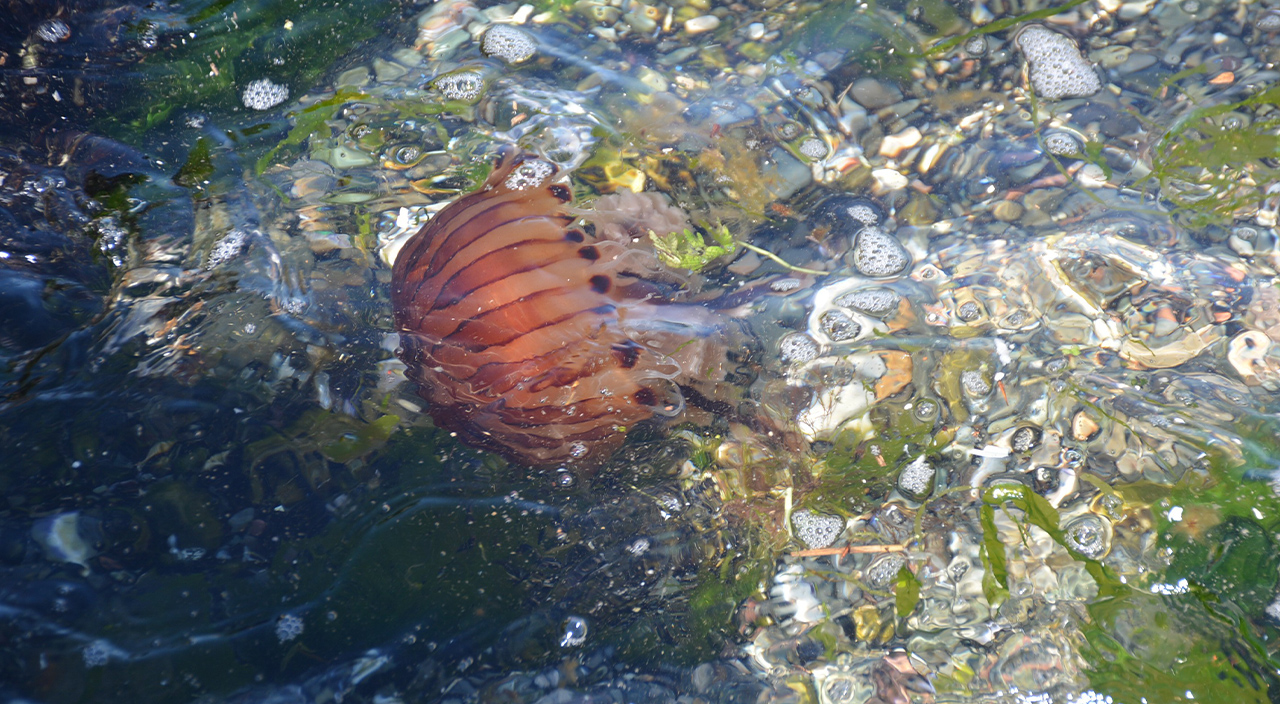 İzmit Körfezi'ni 'Pusula denizanaları' bastı! Dikkat: Zehirli olabilirler İzmit Körfezi'ni 'Pusula denizanaları' bastı! Dikkat: Zehirli olabilirler