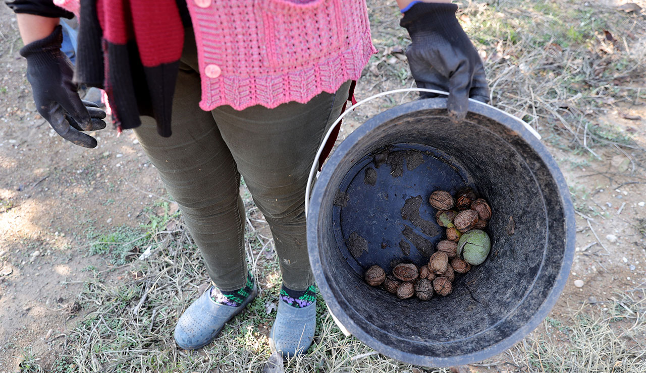 Türkiye, tükettiği cevizin sadece 3'te 1'ini karşılayabiliyor