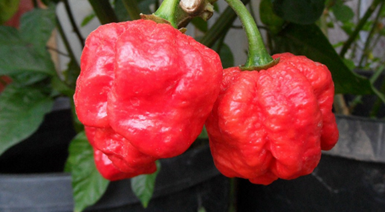 Dünyanın En Acı Biberi ( 2017’de Guinness Rekorlar Kitabı’na girdi )