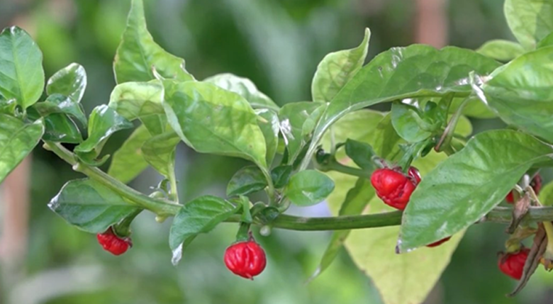 Dünyanın En Acı Biberi ( 2017’de Guinness Rekorlar Kitabı’na girdi )