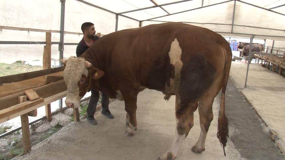 Kurban pazarında 35 bin liraya alıcısını bekliyor!