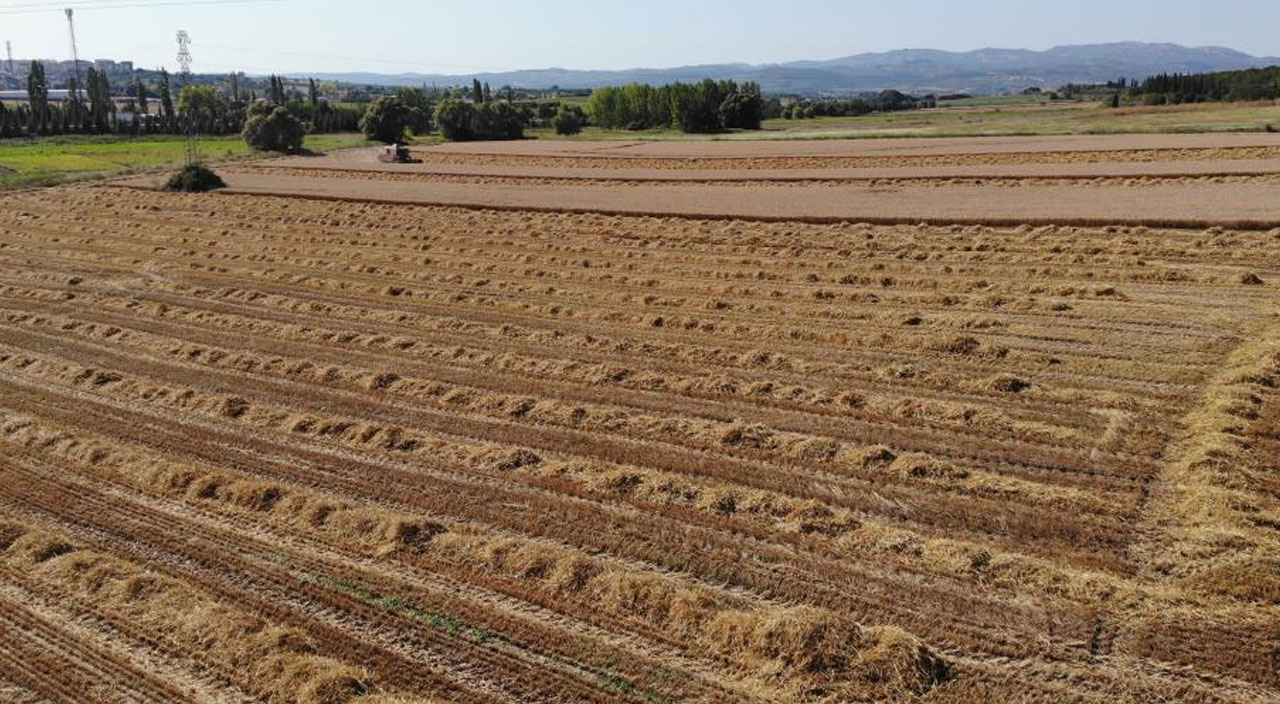 Üniversitenin kampüsüne ektiler, 400 ton hasat yaptılar