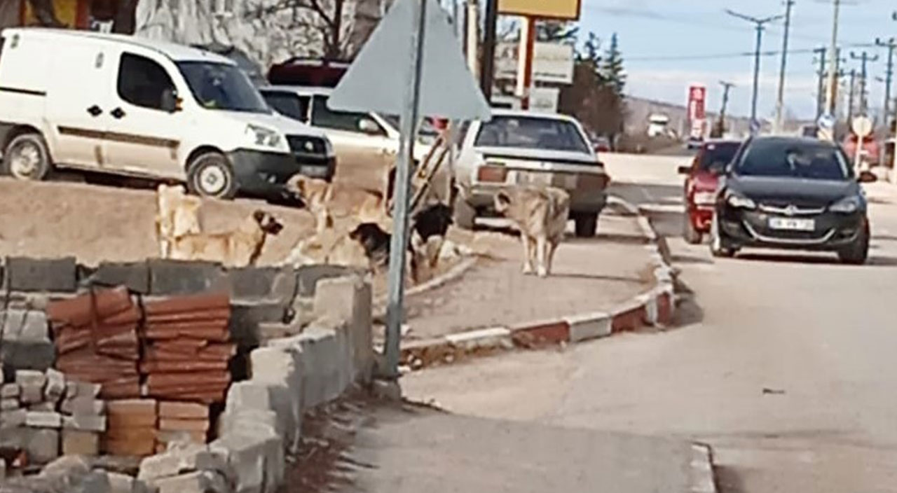 Eskişehir'de sokak köpeği dehşeti! Bir haftada iki çocuğa saldırdılar