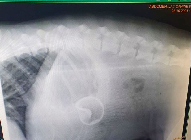 Köpek tenis topunu bütün halde yuttu