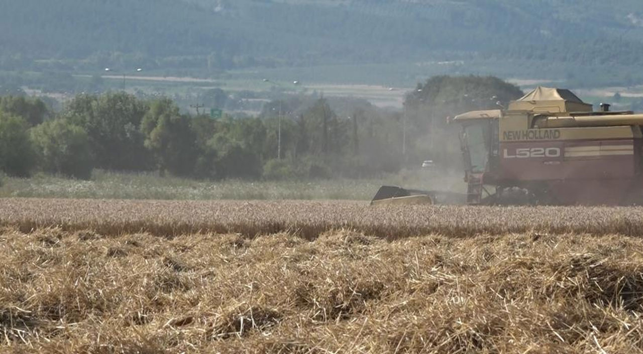 Üniversitenin kampüsüne ektiler, 400 ton hasat yaptılar