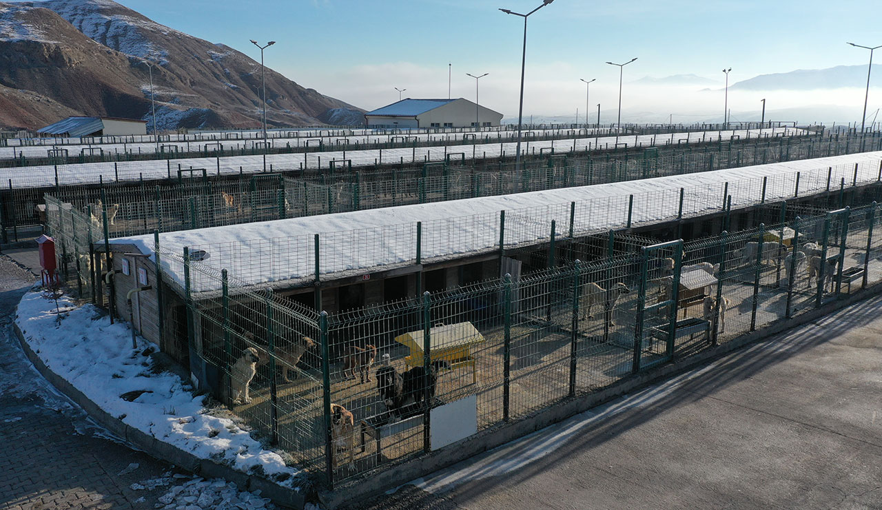 Belediyelerden barınak yarışı: Sokak hayvanlarına 5 yıldızlı bakım