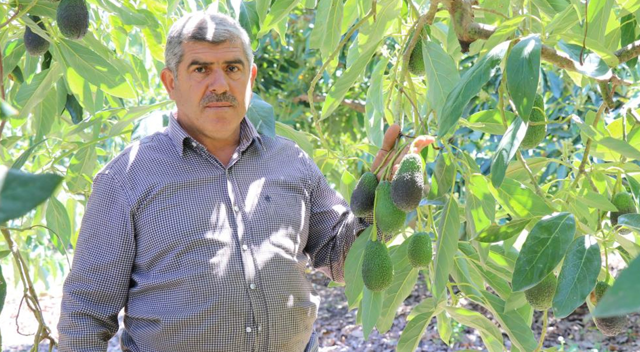 Tanesi 10 lira olan meyve için on binlerce liralık güvenlik önlemi Tanesi 10 lira olan meyve için on binlerce liralık güvenlik önlemi