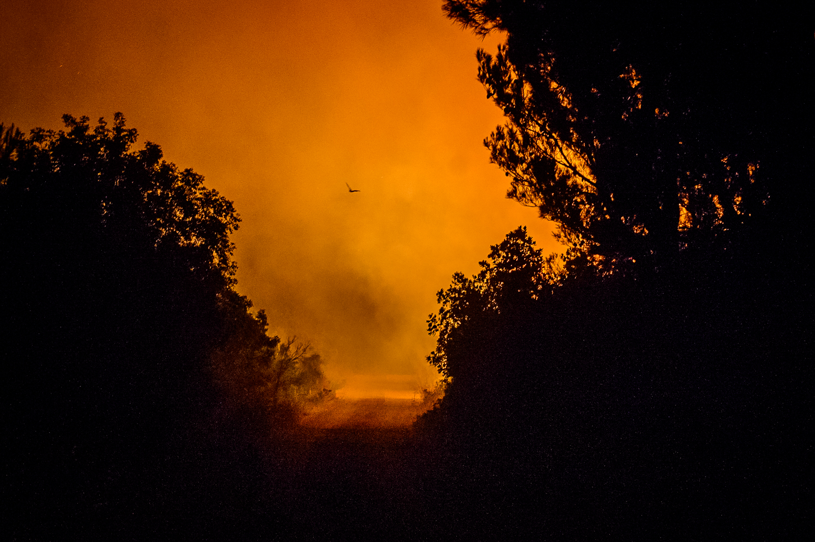 3 ülkede büyük yangın: Binlerce hektar ormanlık alan kül oldu