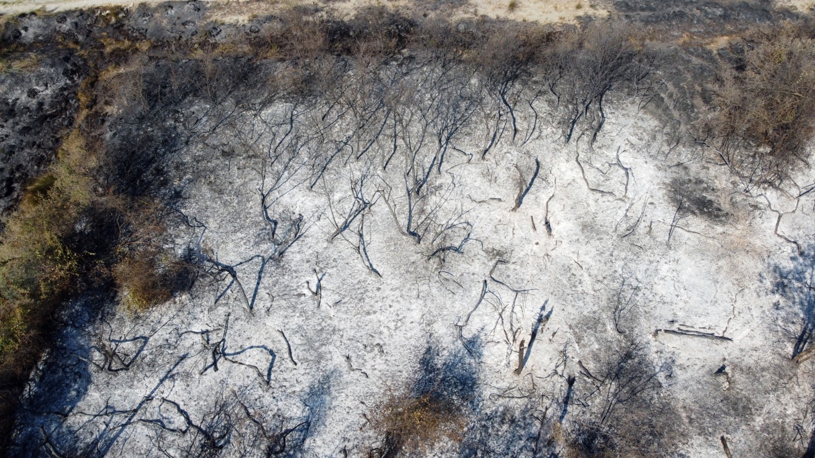 Kızılırmak Deltası Kuş Cenneti'nde yangın