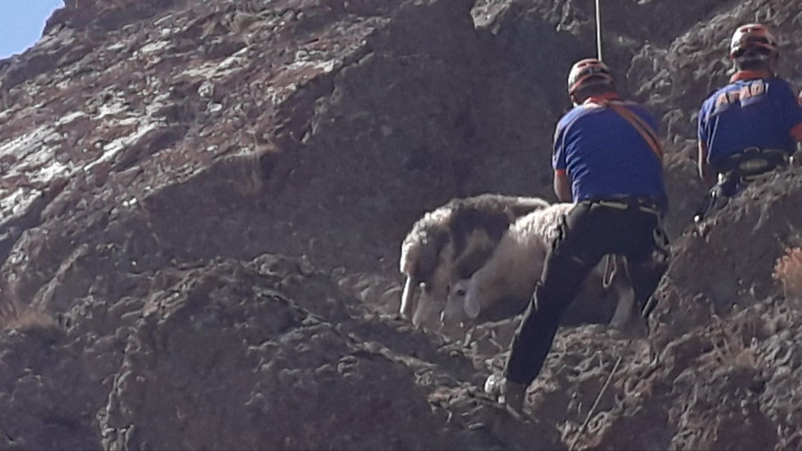 Kayalıkta mahsur kalan koyunlar, halatla kurtarıldı